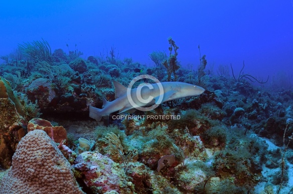 Diving