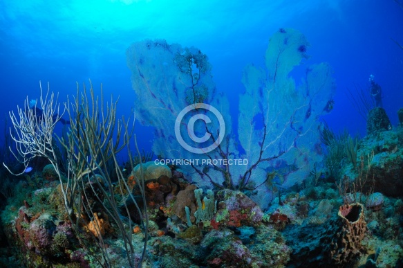 Diving